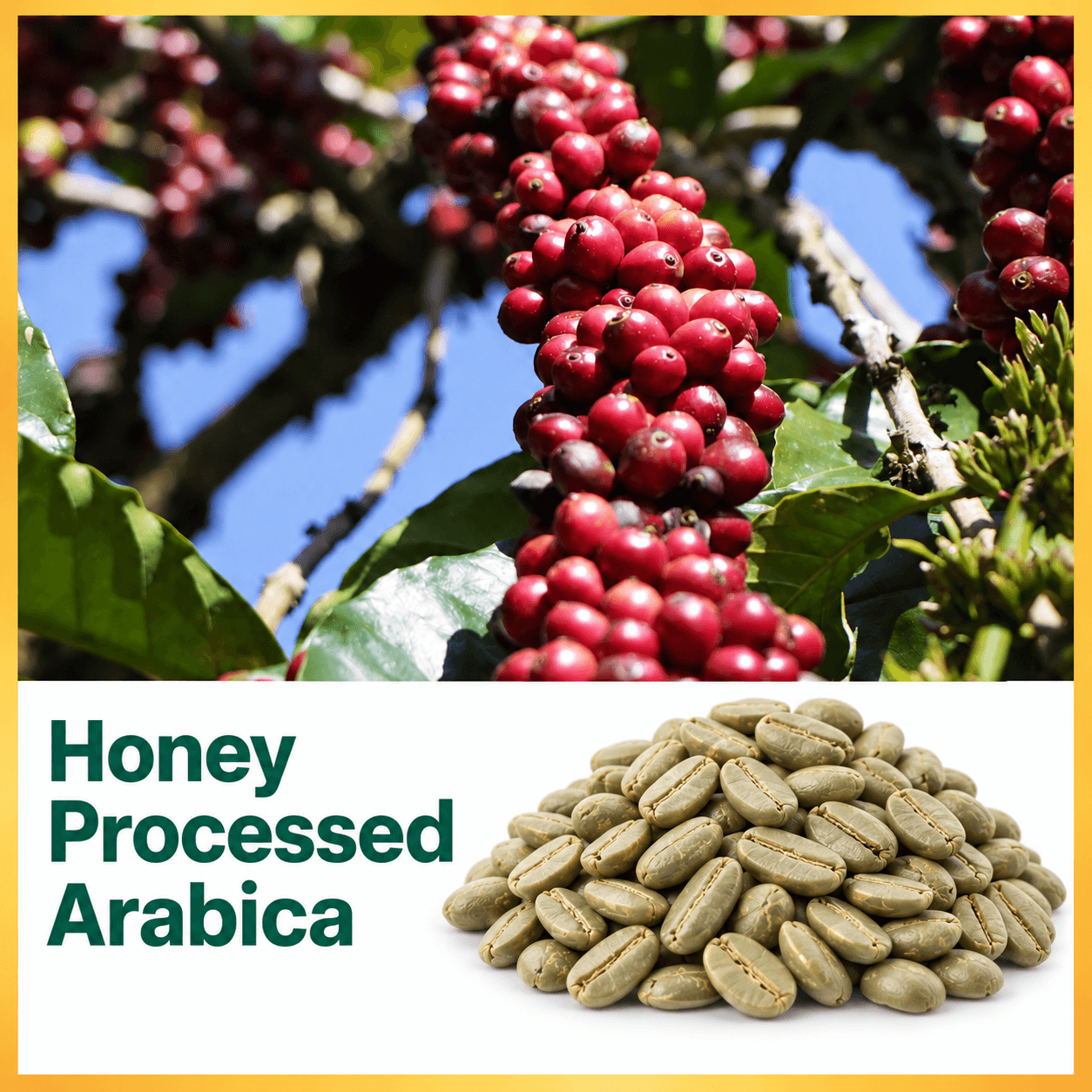Honey Processed Green Coffee Beans | Specialty Roasting Coffee view 1