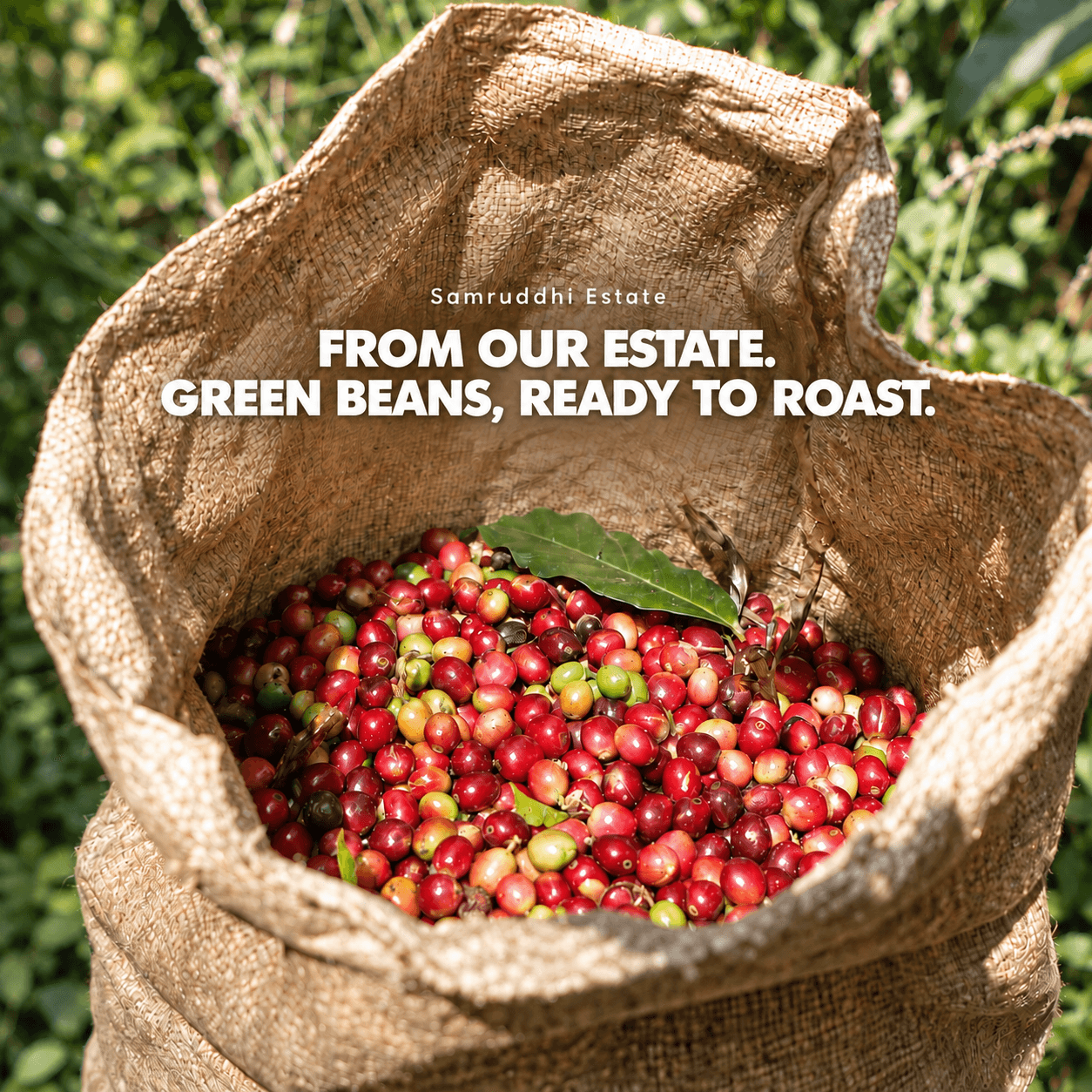 Arabica Green Coffee Beans -– Samruddhi Estate, Coorg view 2
