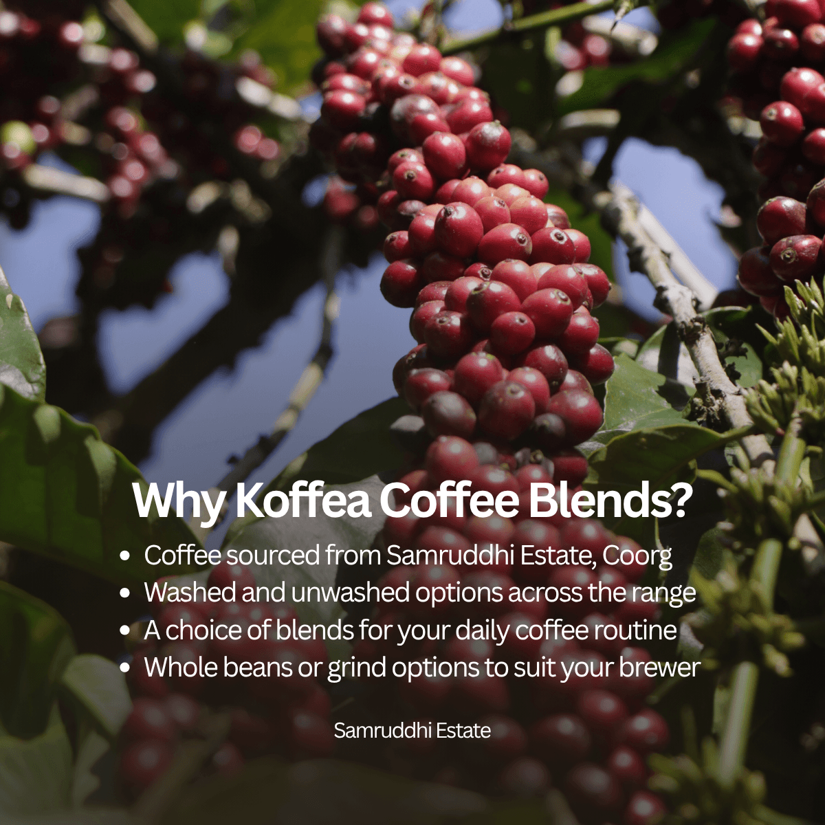 Drastic Blend Roasted Coffee Beans | Single Estate Beans view 2