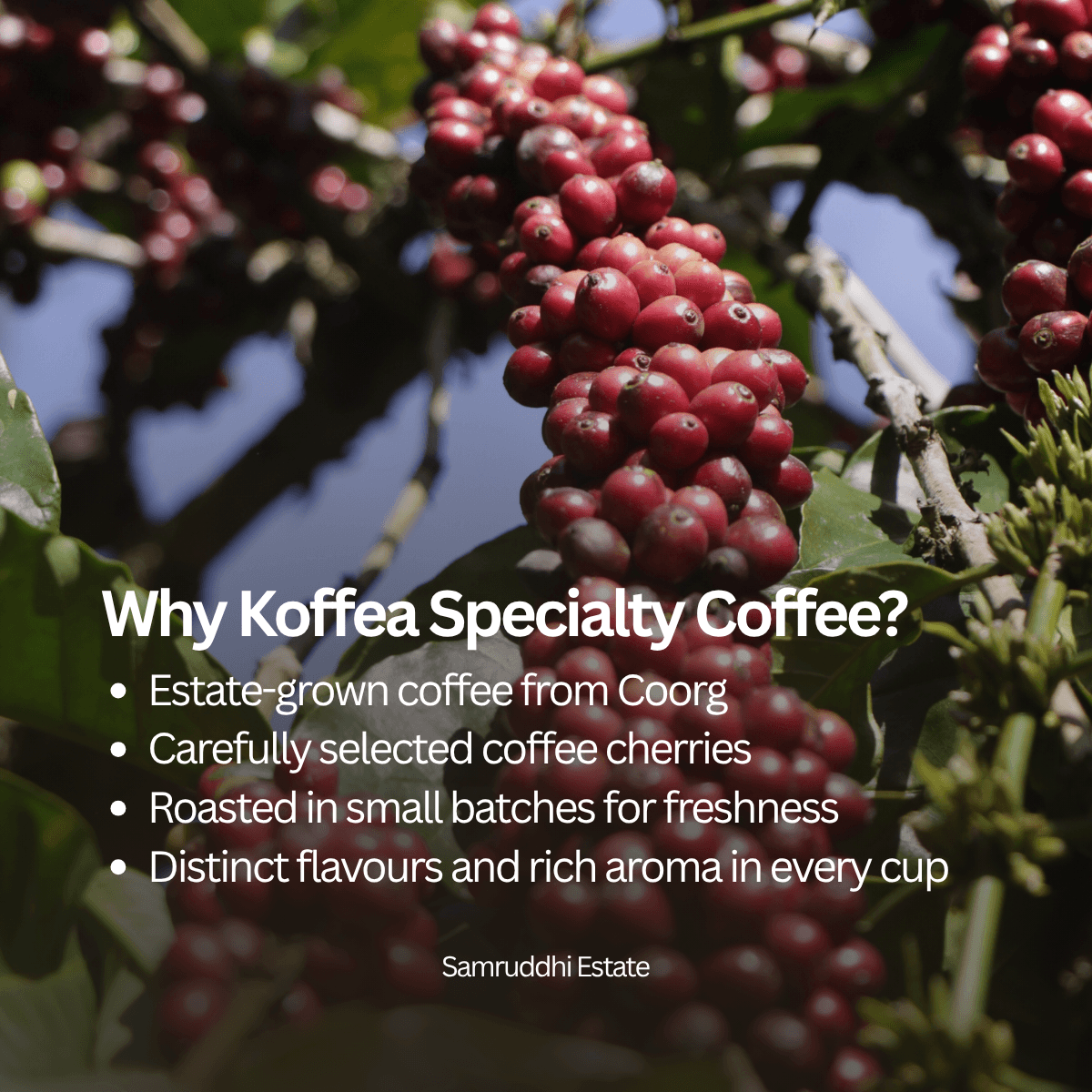 High on Rose Co-Fermented Roasted Coffee Beans view 3