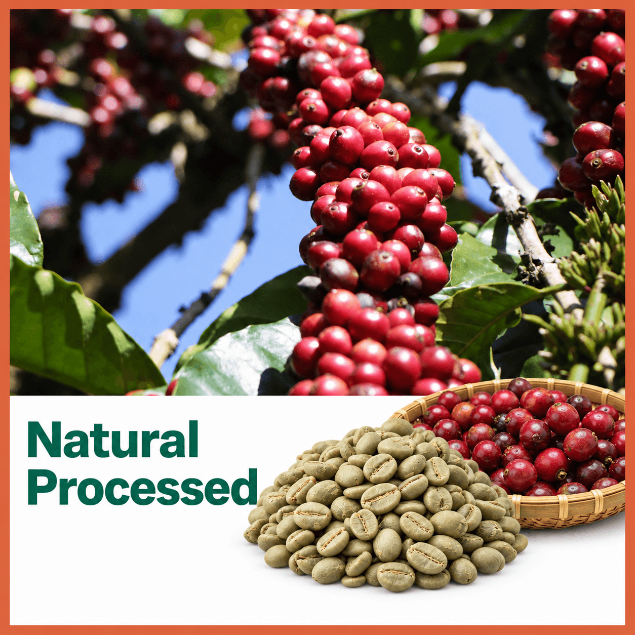 Unwashed Green Coffee Beans | Natural Processed Specialty Coffee view 1