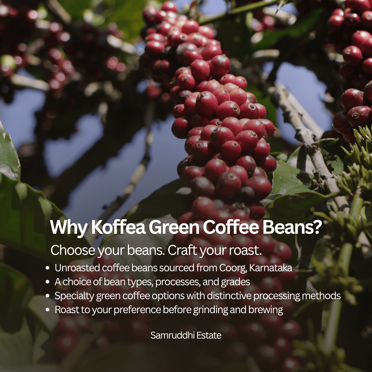 Unwashed Green Coffee Beans | Natural Processed Specialty Coffee view 2