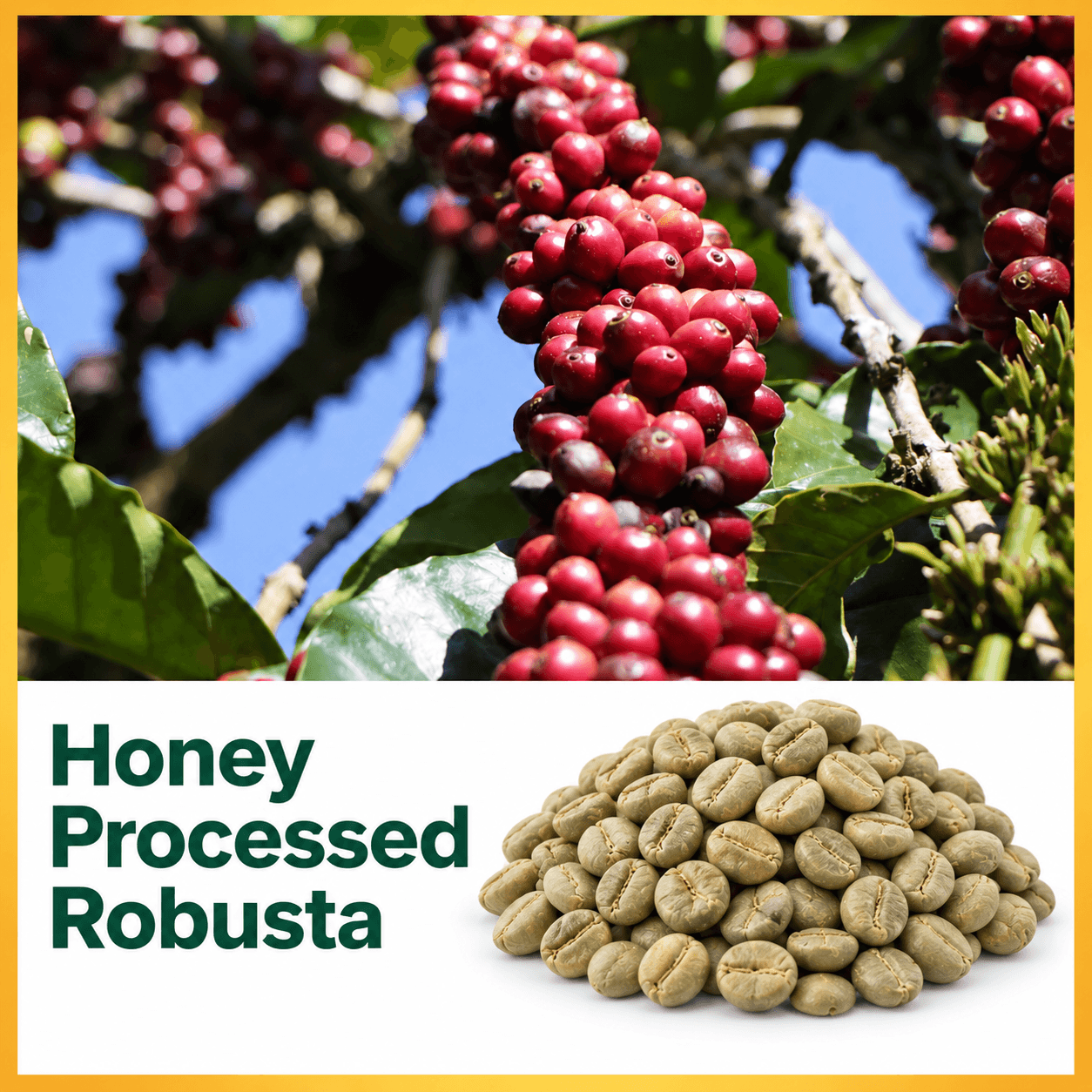 Honey Processed Green Coffee Beans | Specialty Roasting Coffee view 2