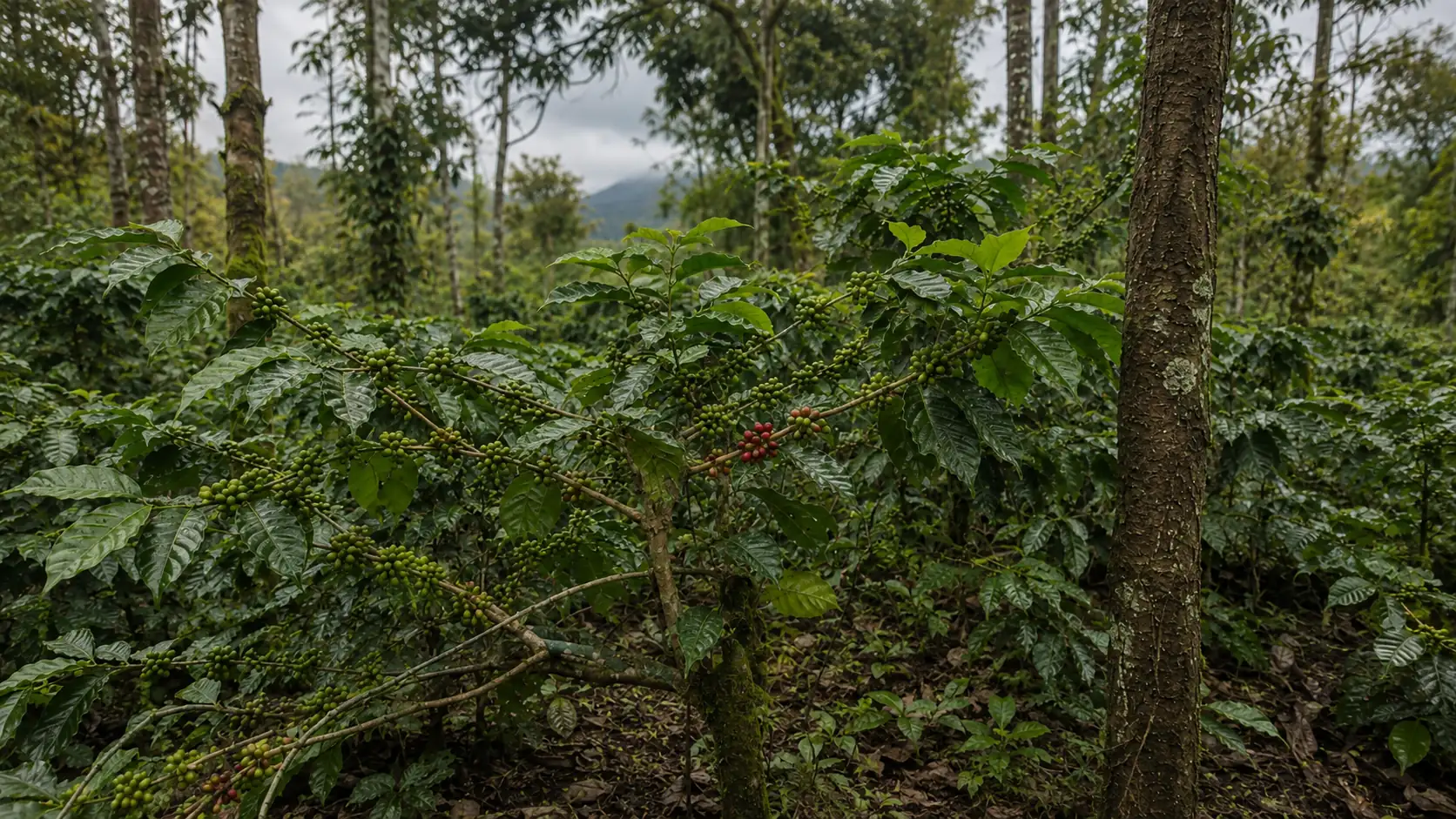 Samrudhi Coffee Estate Highlands in Coorg