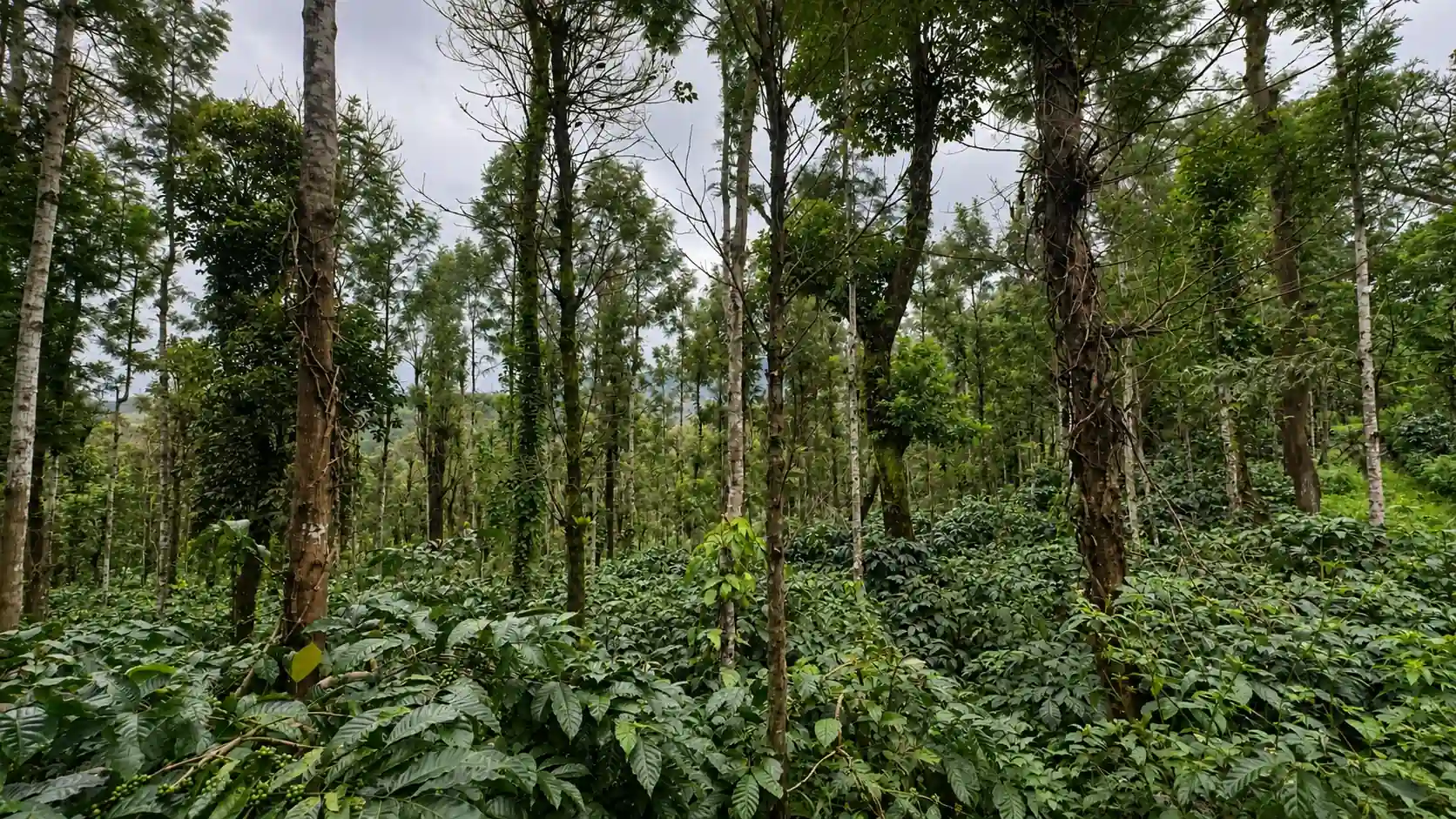 1940s Samrudhi Estate
